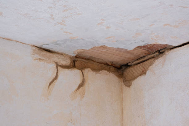 Best Carpet water damage restoration  in Pea Ridge, FL