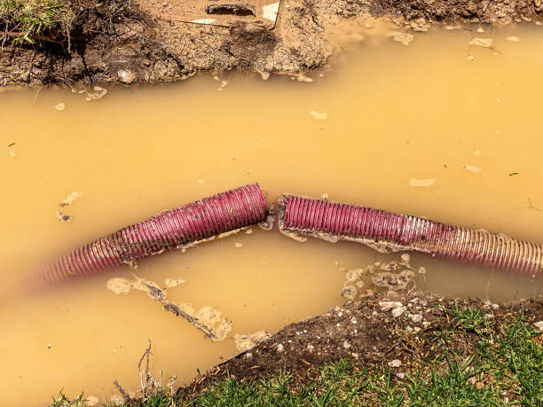 Best Water damage cleanup near me  in Pea Ridge, FL